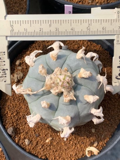 Lophophora Williamsii  8-9 cm 25 years old seed ownroot flower seedling ロフォフォラ　烏羽玉　仔吹き サボテン