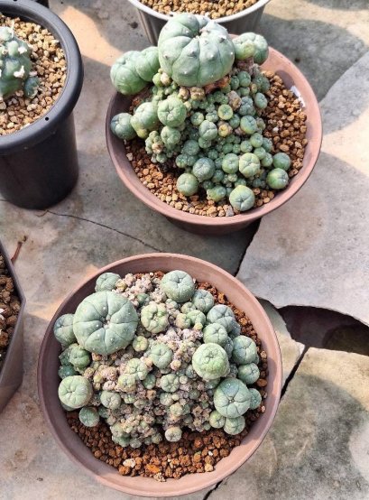 2 plants Lophophora Williamsii  8-9 cm 25 years old seed ownroot flower seedling ロフォフォラ　烏羽玉　仔吹き サボテン