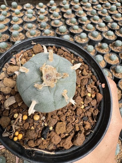 Lophophora Williamsii  5-6 cm 12 years old seed ownroot flower seedling ロフォフォラ 烏羽玉　仔吹き サボテン