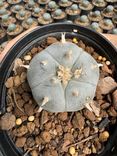 Lophophora Williamsii  5-6 cm 12 years old seed ownroot flower seedling ロフォフォラ 烏羽玉　仔吹き サボテン