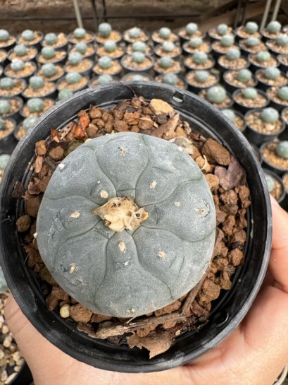 Lophophora Williamsii  5-6 cm 12 years old seed ownroot flower seedling ロフォフォラ 烏羽玉　仔吹き サボテン