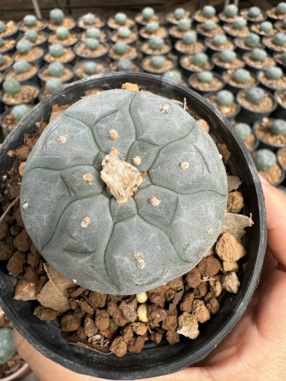 Lophophora Williamsii  5-6 cm 12 years old seed ownroot flower seedling ロフォフォラ 烏羽玉　仔吹き サボテン
