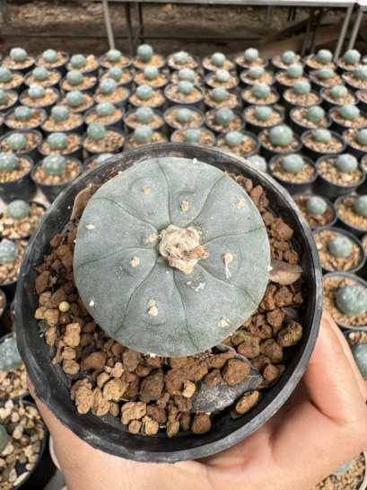 Lophophora Williamsii  5-6 cm 12 years old seed ownroot flower seedling ロフォフォラ 烏羽玉　仔吹き サボテン