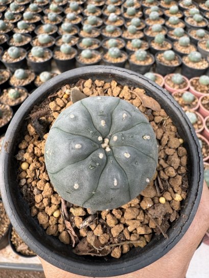 Lophophora Williamsii 5-6 cm 12 years old seed ownroot flower seedling ロフォフォラ 烏羽玉　仔吹き サボテン