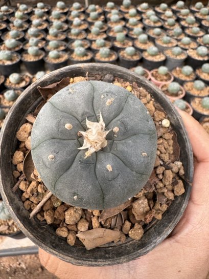 Lophophora Williamsii 5-6 cm 12 years old seed ownroot flower seedling ロフォフォラ 烏羽玉　仔吹き サボテン