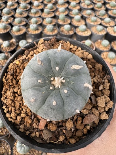 Lophophora Williamsii 5-6 cm 12 years old seed ownroot flower seedling ロフォフォラ 烏羽玉　仔吹き サボテン