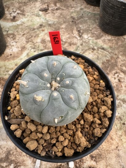 Lophophora Williamsii 5-6 cm 12 years old seed ownroot flower seedling ロフォフォラ 烏羽玉　仔吹き サボテン