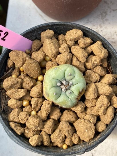 Lophophora fricii 3 cm 8 years old ownroot grow from seed japan