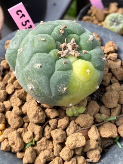 Lophophora williamsii variegata 5-6 cm 15 years old  from Japan
