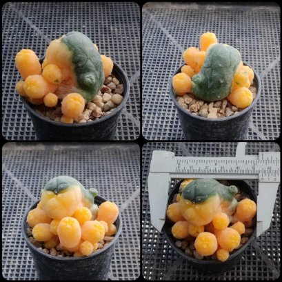 Lophophora williamsii variegata 3-4 cm 5 years old ownroot