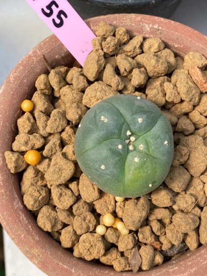 Lophophora williamsii variegata 3-4 cm grow from seed own root 8 years old  from Japan
