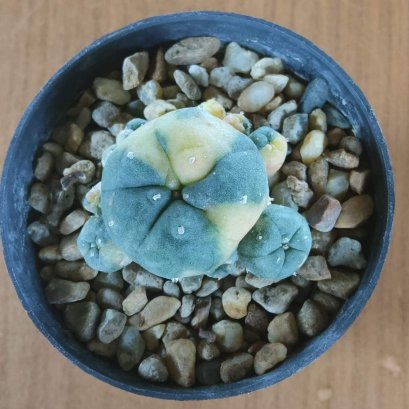 Lophophora williamsii variegata 3-4 cm 5 years old ownroot
