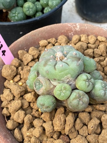 Lophophora Fricii 6-7 cm 17 years old ownroot grow from seed from Japan