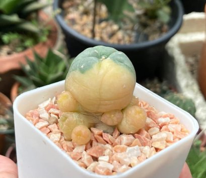 Lophophora williamsii variegata 3-4 cm 5 years old ownroot