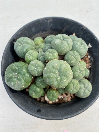 Lophophora williamsii 8-10 cm 13 years old - ownroot grow from seed