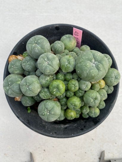 Lophophora williamsii 8-10 cm 13 years old - ownroot grow from seed