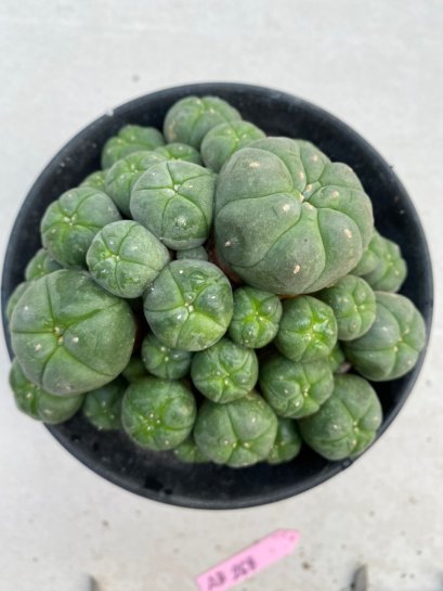 Lophophora williamsii 8-10 cm 13 years old - ownroot grow from seed