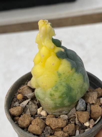 Lophophora williamsii variegata 3-4 cm 8 years old grow from seed ownroot from Japan