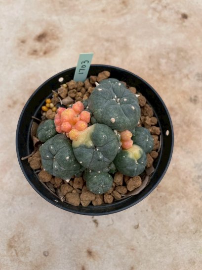 Lophophora Williamsii Variegata 6-7 cm 12 years old seed ownroot flower seedling ロフォフォラ 烏羽玉　仔吹き サボテン