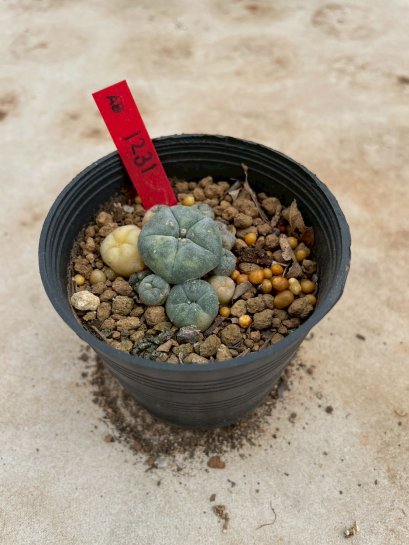 Lophophora Williamsii Variegata 4-5 cm 12 years old seed ownroot flower seedling ロフォフォラ 烏羽玉　仔吹き サボテン