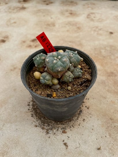 Lophophora Williamsii Variegata 5-6 cm 12 years old seed ownroot flower seedling ロフォフォラ 烏羽玉　仔吹き サボテン