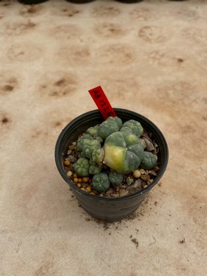 Lophophora Williamsii Variegata 5-6 cm 12 years old seed ownroot flower seedling ロフォフォラ 烏羽玉　仔吹き サボテン