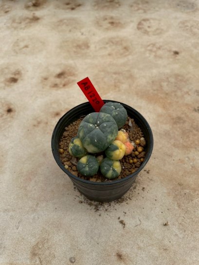 Lophophora Williamsii Variegata 5-6 cm 12 years old seed ownroot flower seedling ロフォフォラ 烏羽玉　仔吹き サボテン