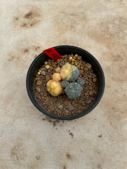 Lophophora Williamsii Variegata 5-6 cm 12 years old seed ownroot flower seedling ロフォフォラ 烏羽玉　仔吹き サボテン