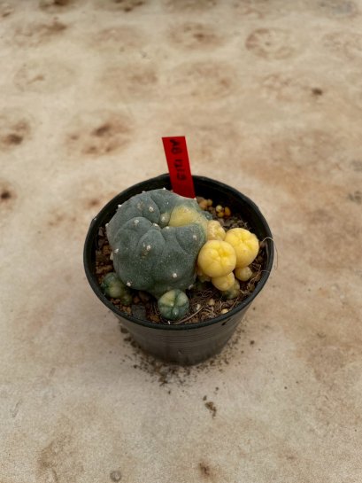 Lophophora Williamsii Variegata 5-6 cm 12 years old seed ownroot flower seedling ロフォフォラ 烏羽玉　仔吹き サボテン