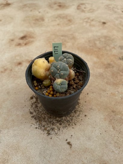 Lophophora Williamsii Variegata 5-6 cm 12 years old seed ownroot flower seedling ロフォフォラ 烏羽玉　仔吹き サボテン