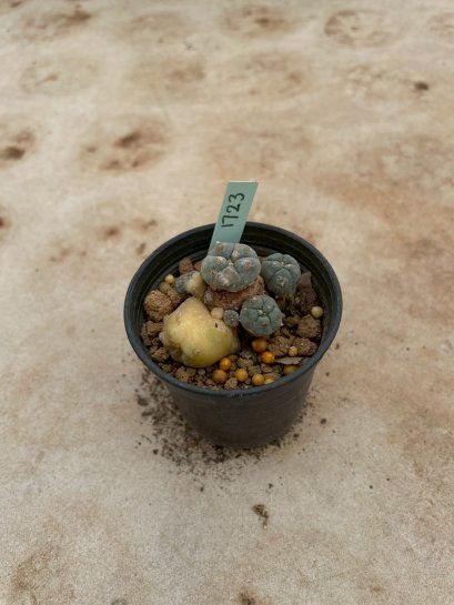 Lophophora Williamsii Variegata 5-6 cm 12 years old seed ownroot flower seedling ロフォフォラ 烏羽玉　仔吹き サボテン