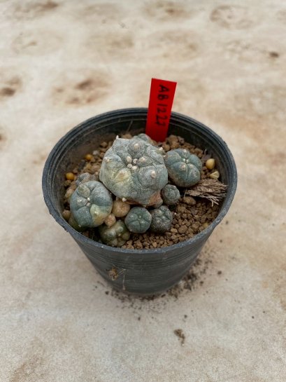 Lophophora Williamsii Variegata 5-6 cm 12 years old seed ownroot flower seedling ロフォフォラ 烏羽玉　仔吹き サボテン