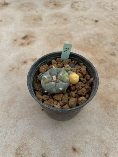 Lophophora Williamsii Variegata 5-6 cm 12 years old seed ownroot flower seedling ロフォフォラ 烏羽玉　仔吹き サボテン