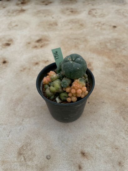 Lophophora Williamsii Variegata 5-6 cm 12 years old seed ownroot flower seedling ロフォフォラ 烏羽玉　仔吹き サボテン