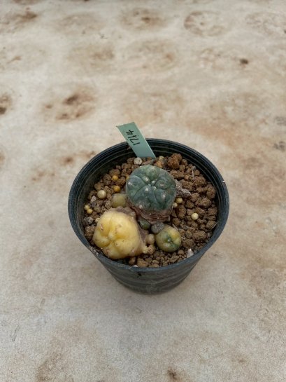 Lophophora Williamsii Variegata 5-6 cm 12 years old seed ownroot flower seedling ロフォフォラ 烏羽玉　仔吹き サボテン