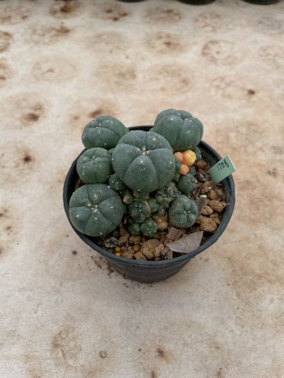 Lophophora Williamsii Variegata 7-8 cm 15 years old seed ownroot flower seedling ロフォフォラ 烏羽玉　仔吹き サボテン