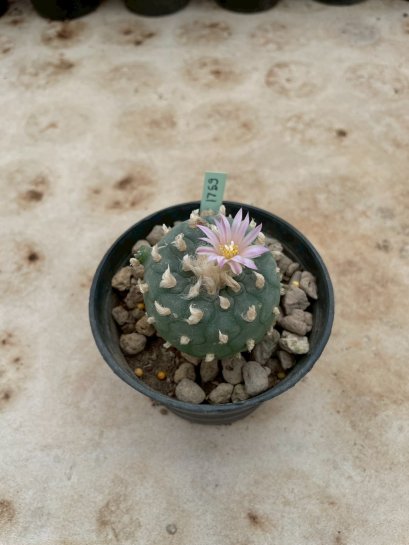 Lophophora Williamsii 6-7 cm 15 years old seed ownroot flower seedling ロフォフォラ 烏羽玉　仔吹き サボテン