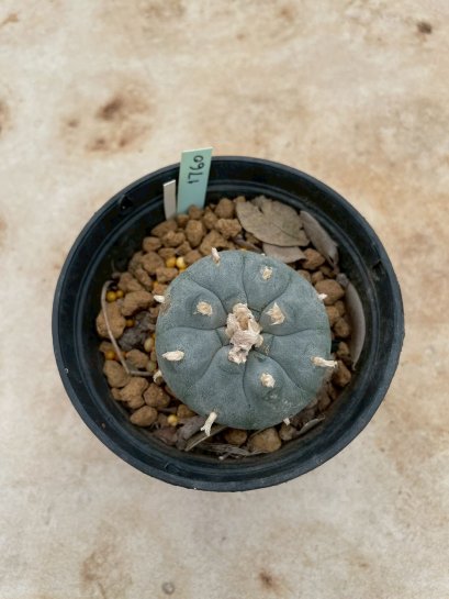 Lophophora Williamsii 5-6 cm 15 years old seed ownroot flower seedling ロフォフォラ 烏羽玉　仔吹き サボテン