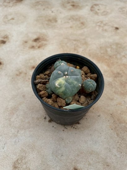 Lophophora Williamsii Variegata 5-6 cm 15 years old seed ownroot flower seedling ロフォフォラ 烏羽玉　仔吹き サボテン