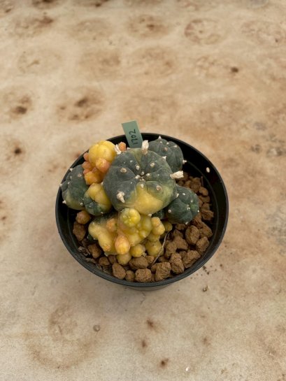 Lophophora Williamsii Variegata 7-8 cm 12 years old seed ownroot flower seedling ロフォフォラ 烏羽玉　仔吹き サボテン