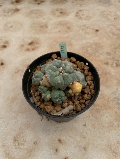 Lophophora Williamsii Variegata 6-7 cm 12 years old seed ownroot flower seedling ロフォフォラ 烏羽玉　仔吹き サボテン