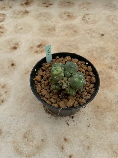 Lophophora Williamsii Variegata 5-6 cm 12 years old seed ownroot flower seedling ロフォフォラ 烏羽玉　仔吹き サボテン