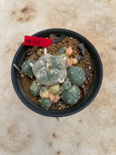 Lophophora Williamsii Variegata 5-6 cm 12 years old seed ownroot flower seedling ロフォフォラ 烏羽玉　仔吹き サボテン