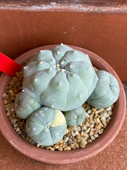Lophophora williamsii variegata 6-8 cm 13 years old from japan