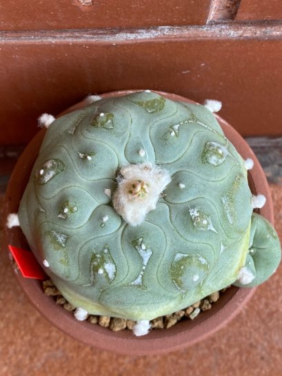 Lophophora diffusa variegata 6-8 cm 13 years old from japan