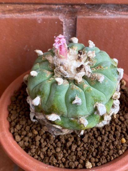 Lophophora williamsii variegata 6-8 cm 13 years old from japan