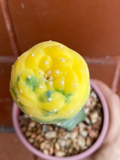 Lophophora fricii variegata 4-5 cm 13 years old from japan