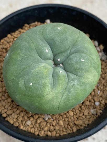 Lophophora diffusa variegata 5-6 cm 8 years from seed ownroot from japan