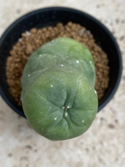 Lophophora Diffusa variegata 5-6 cm 8 years from seed ownroot from japan