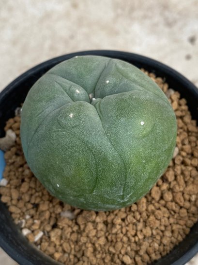 Lophophora Diffusa variegata 5-6 cm 8 years from seed ownroot from japan